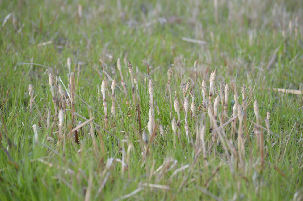 土筆　2024年3月10日撮影