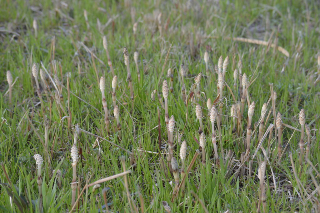 土筆　2024年3月10日撮影