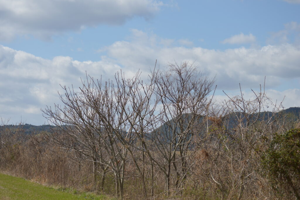 景色　2024年3月10日撮影