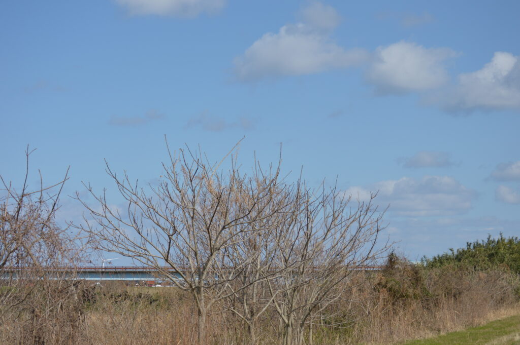 景色　2024年3月10日撮影