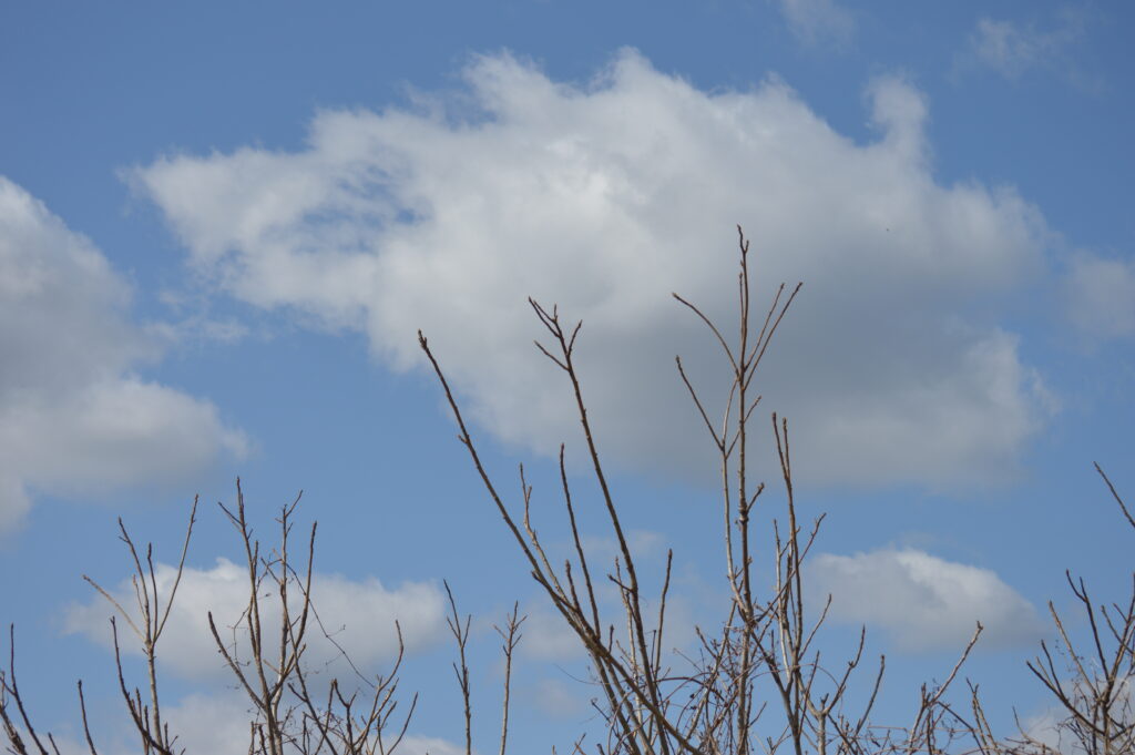 景色　2024年3月10日撮影