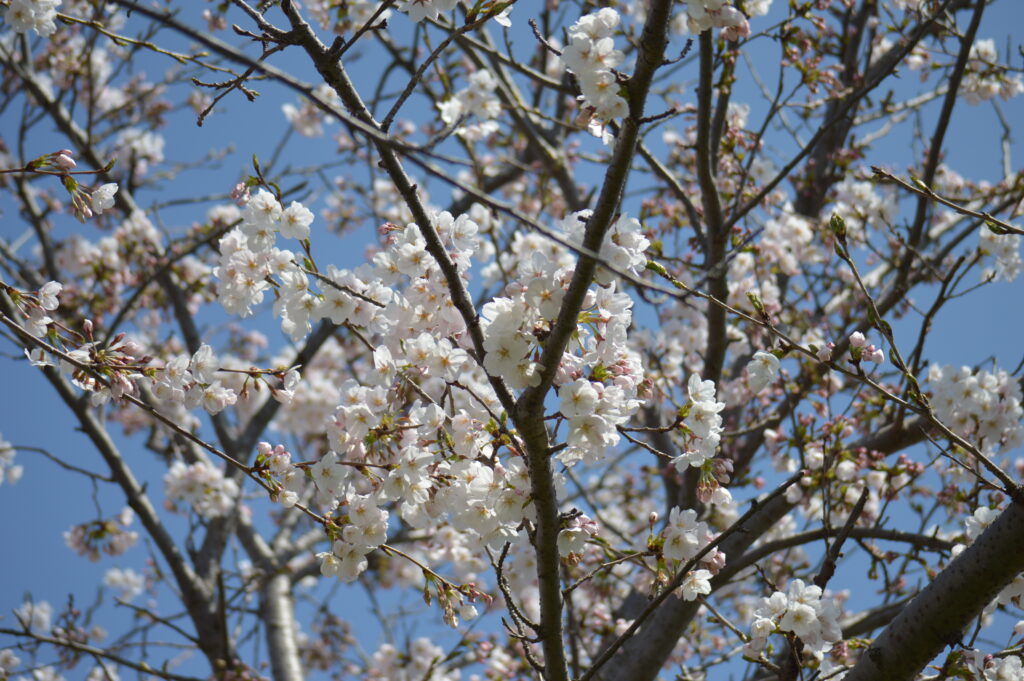 桜　2024年4月7日撮影