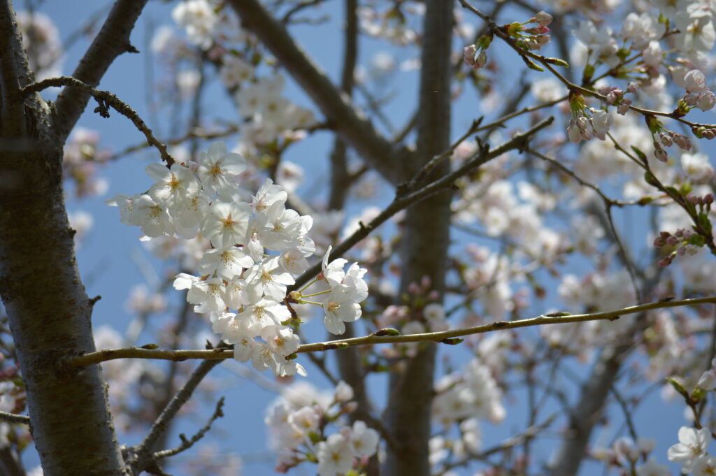 桜　2024年4月7日撮影