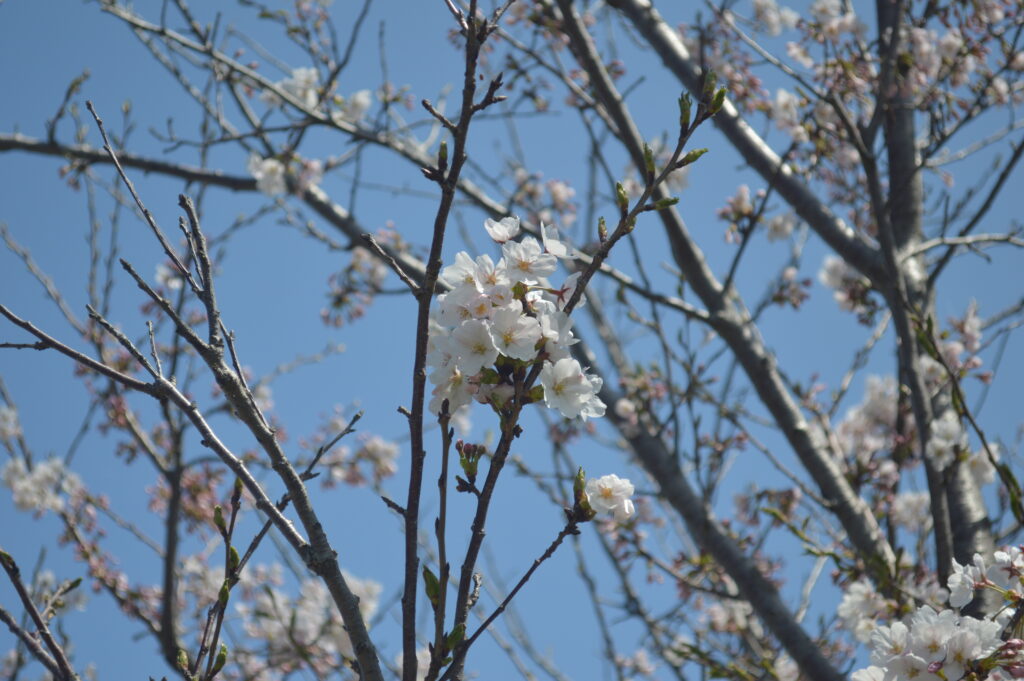 桜　2024年4月7日撮影