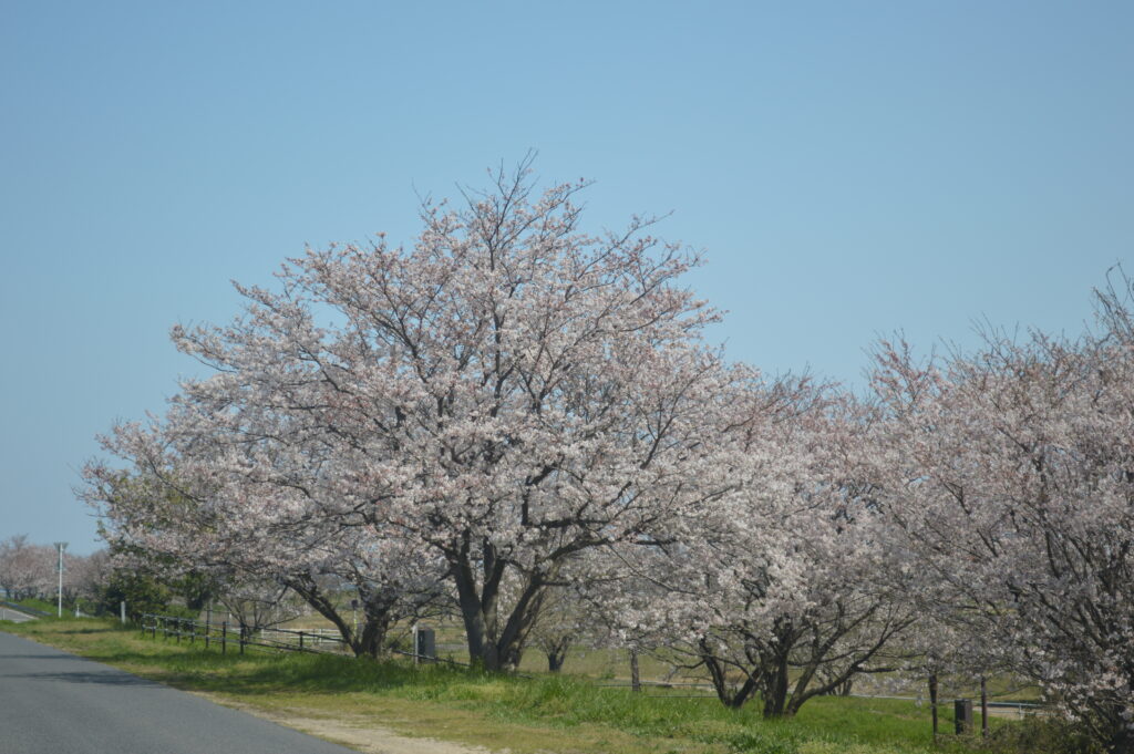 桜　2024年4月7日撮影