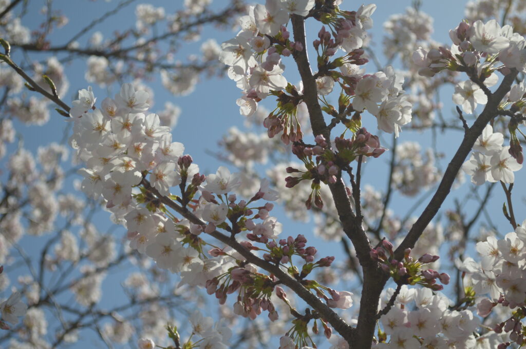 桜　2024年4月7日撮影