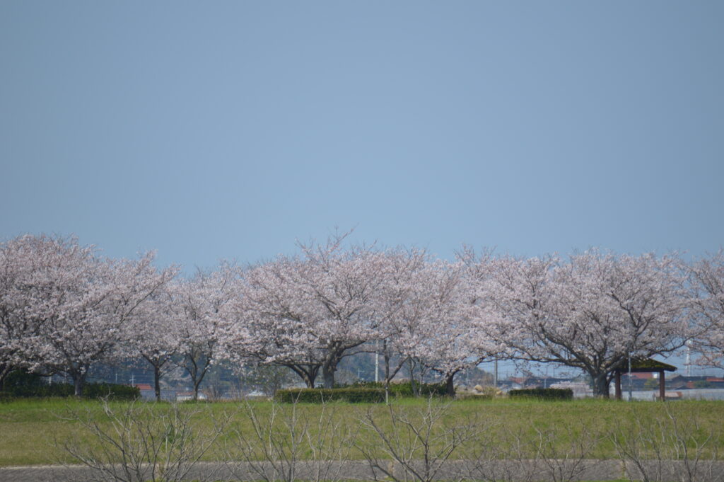 桜並木　2024年4月7日撮影