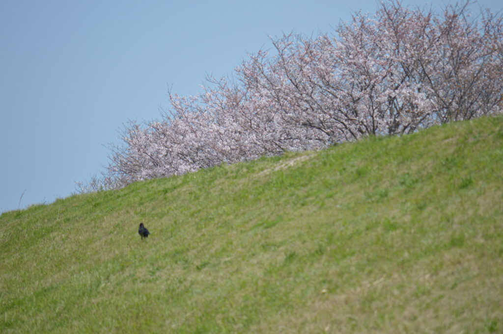 桜並木　2024年4月7日撮影