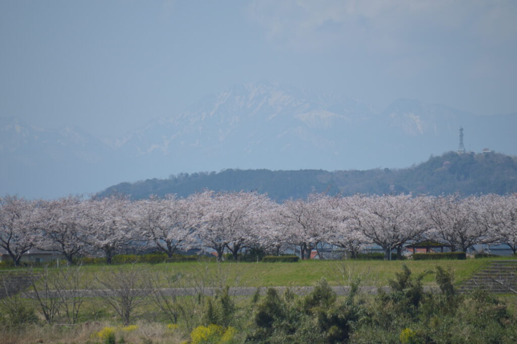 桜並木　2024年4月7日撮影