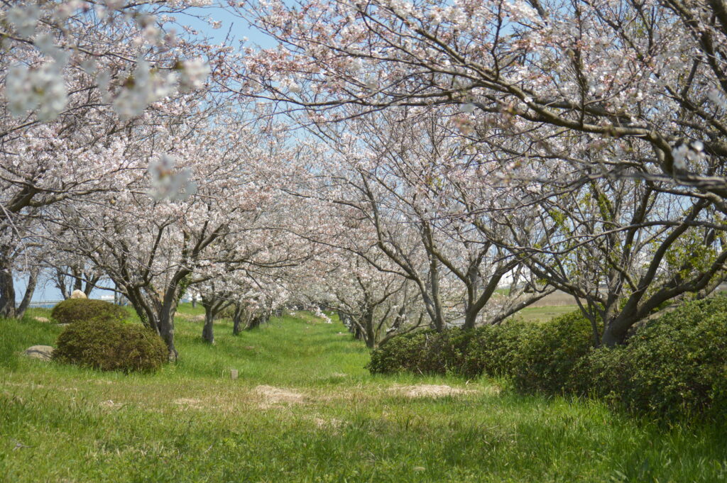 桜並木　2024年4月7日撮影