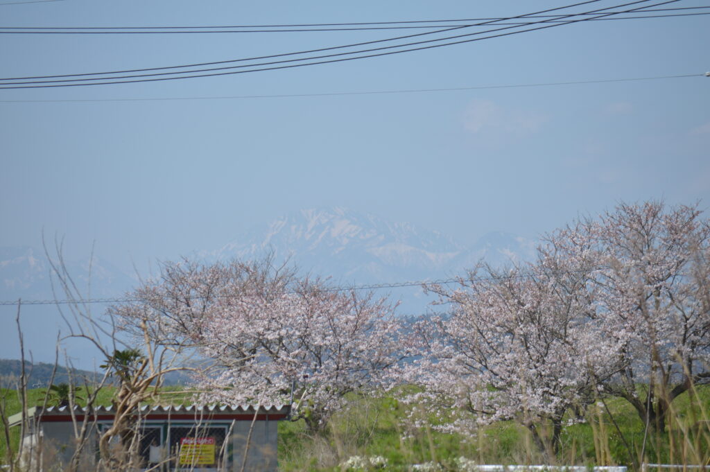 桜と大山　2024年4月7日撮影