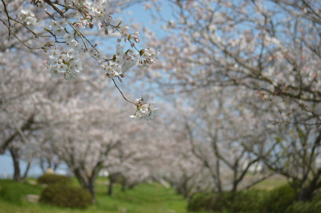 桜　2024年4月7日撮影