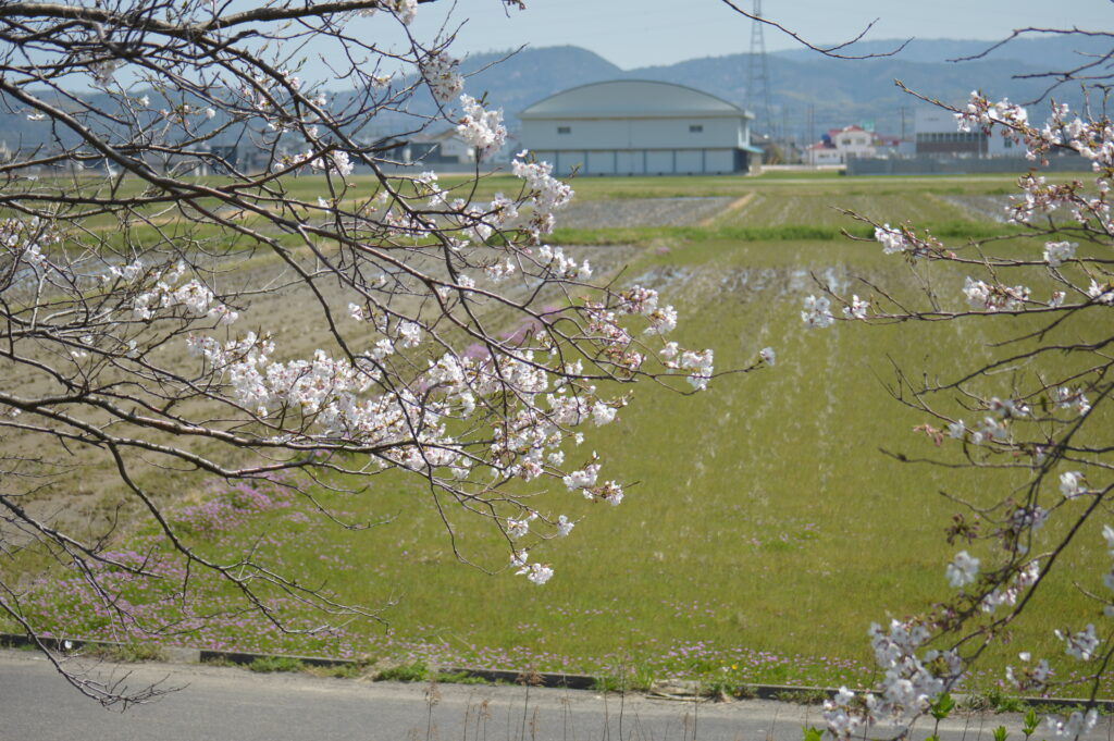 桜　2024年4月7日撮影