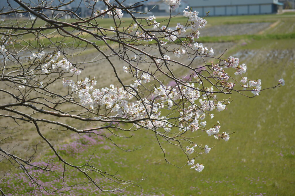 桜　2024年4月7日撮影