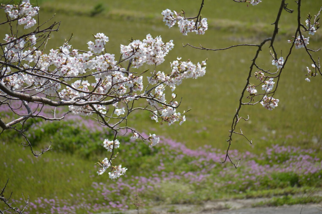 桜　2024年4月7日撮影