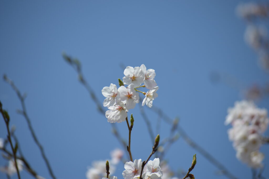 桜　2024年4月7日撮影
