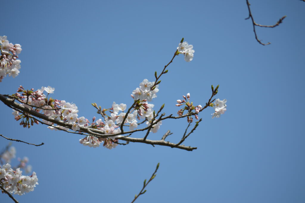 桜　2024年4月7日撮影