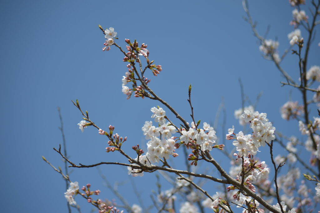 桜　2024年4月7日撮影