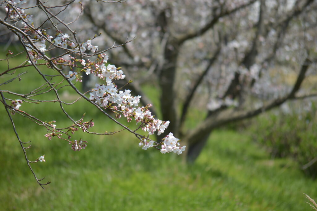 桜　2024年4月7日撮影