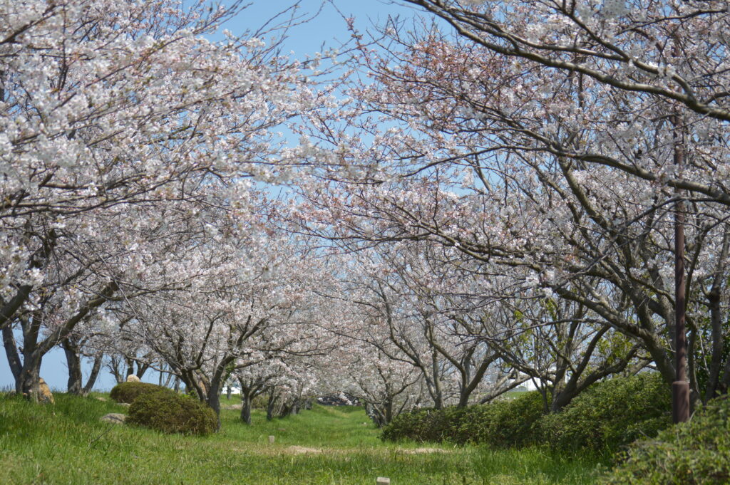 桜並木　2024年4月7日撮影