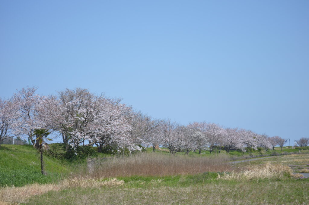 桜並木　2024年4月7日撮影