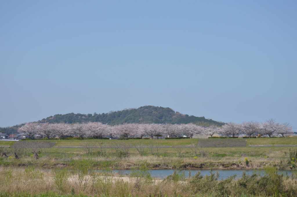 桜並木　2024年4月7日撮影