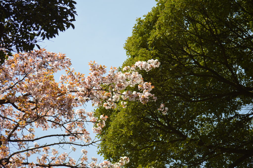 桜　2024年4月7日撮影