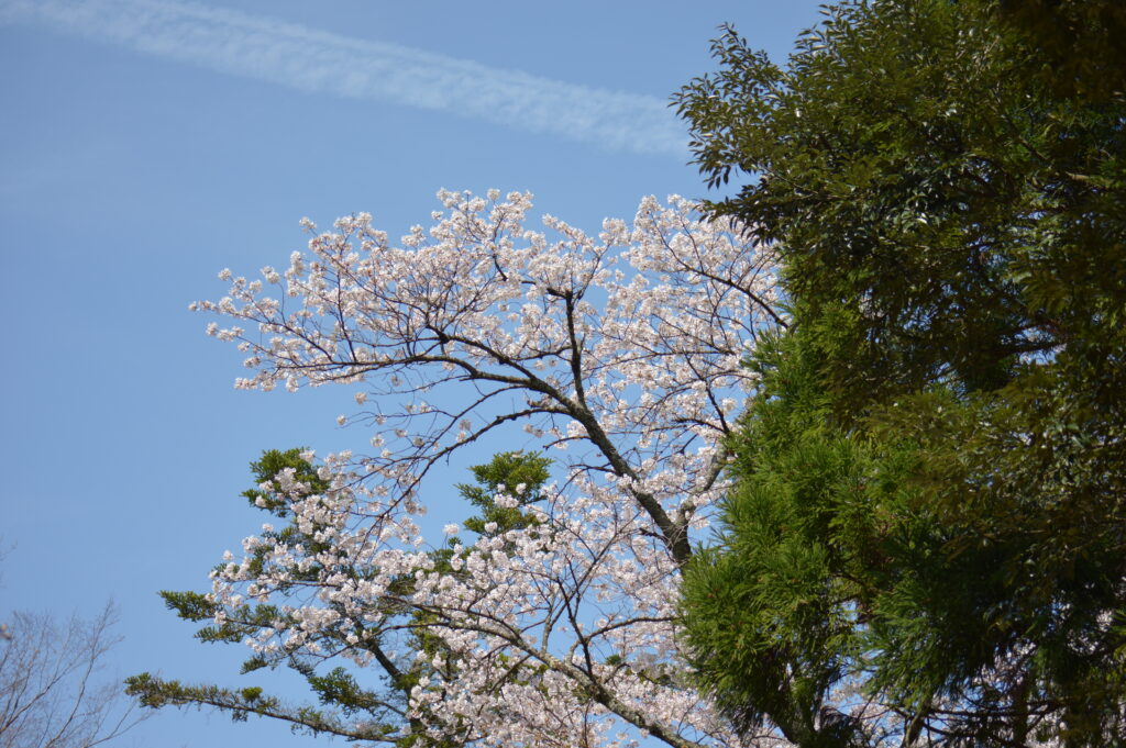 桜　2024年4月7日撮影