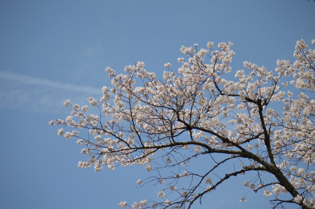 桜　2024年4月7日撮影