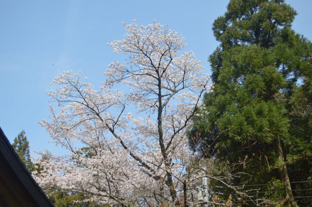 桜　2024年4月7日撮影