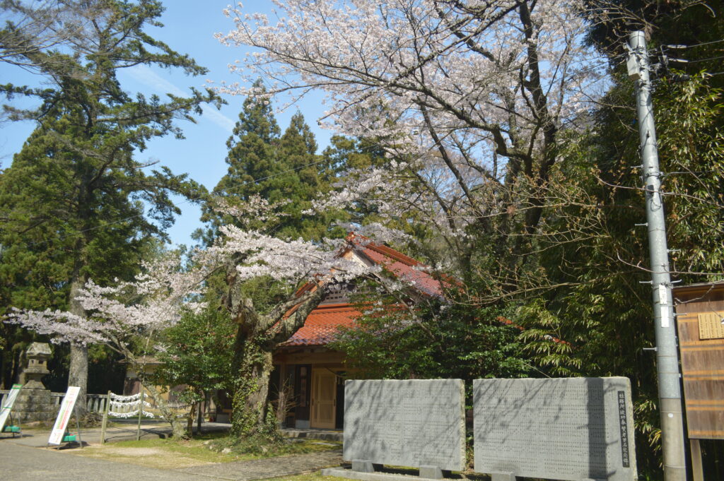 桜　2024年4月7日撮影