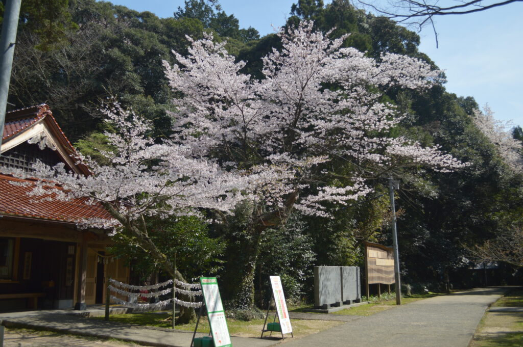 桜　2024年4月7日撮影