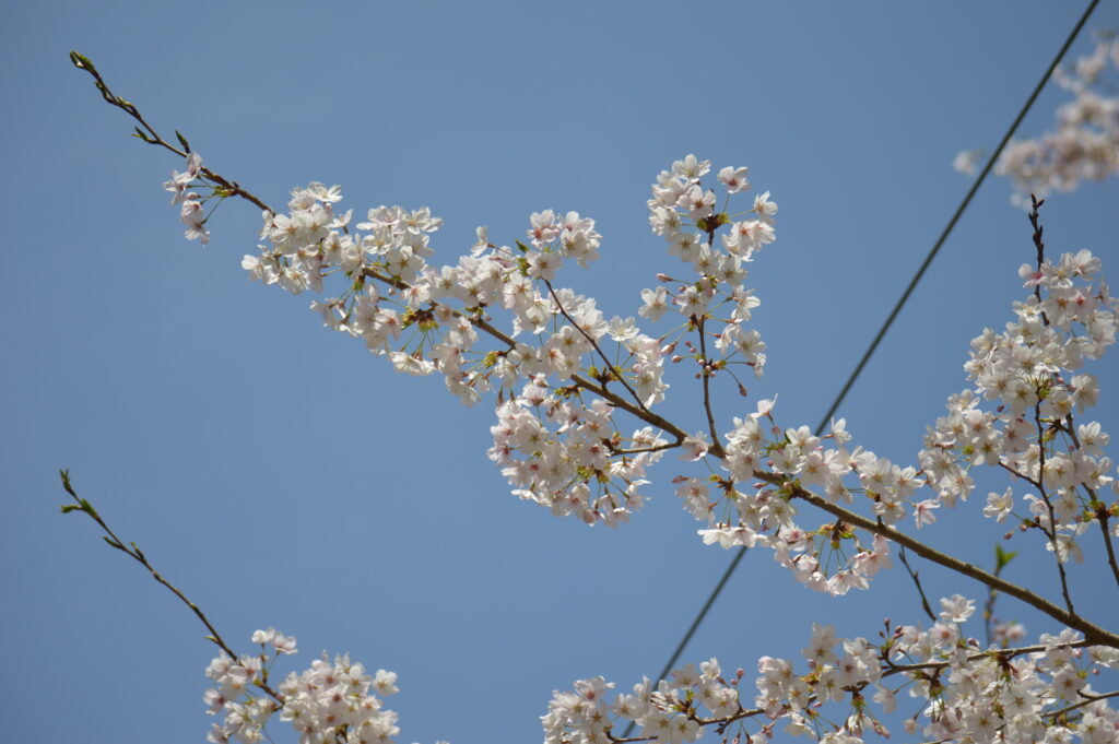 桜　2024年4月7日撮影