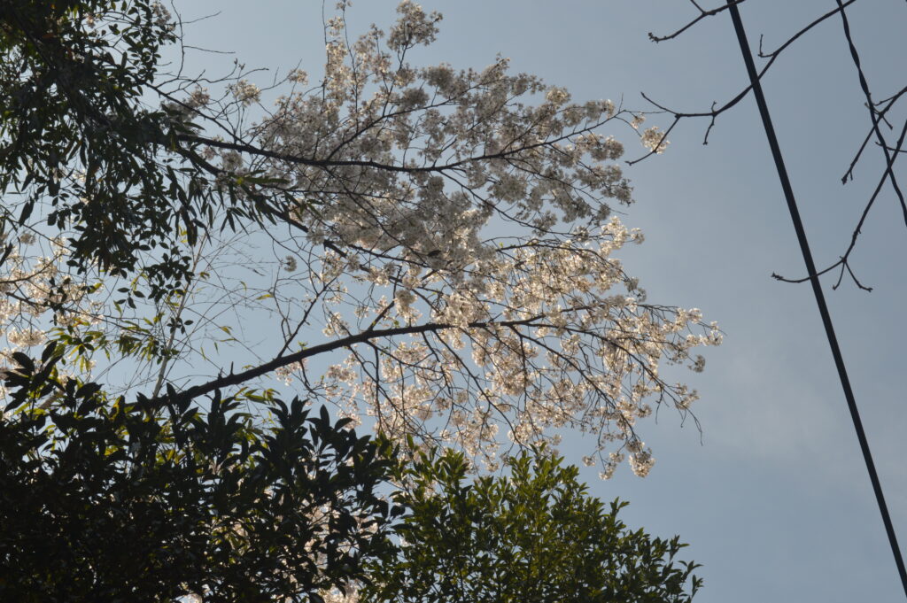 桜　2024年4月7日撮影