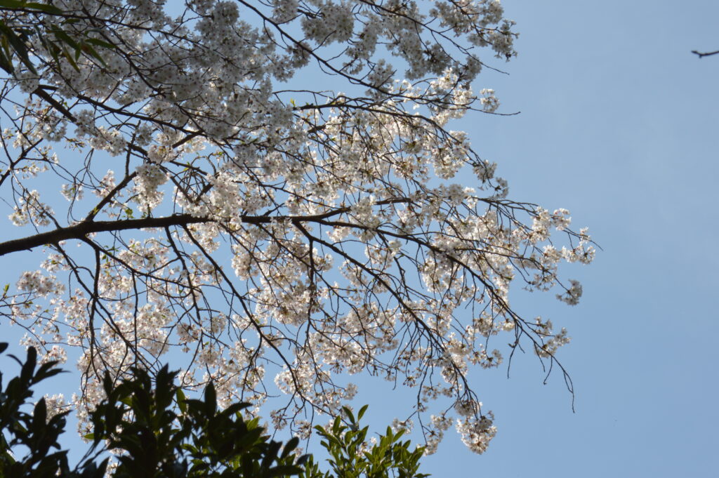 桜　2024年4月7日撮影