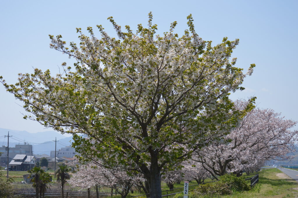 桜　2024年4月7日撮影