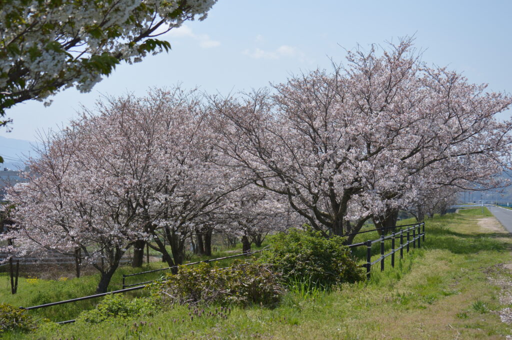 桜　2024年4月7日撮影