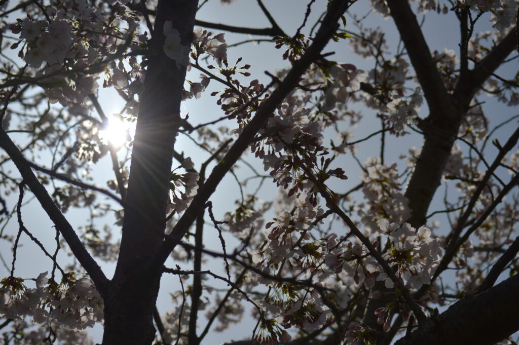 桜　2024年4月7日撮影