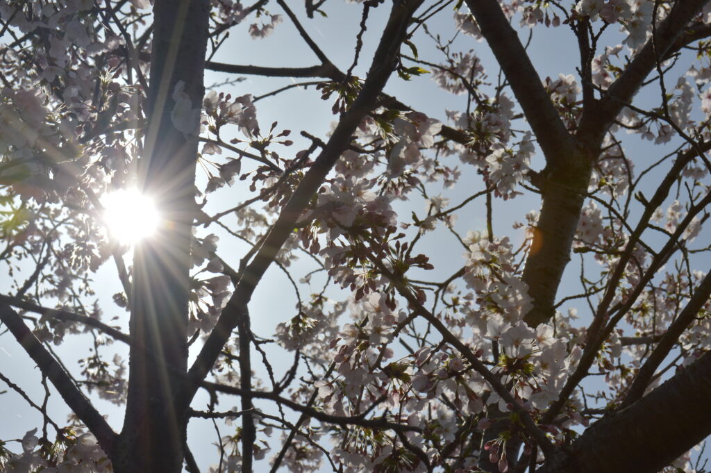 桜　2024年4月7日撮影