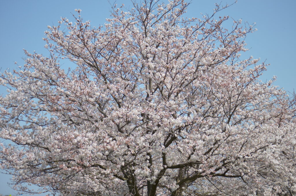 桜　2024年4月7日撮影
