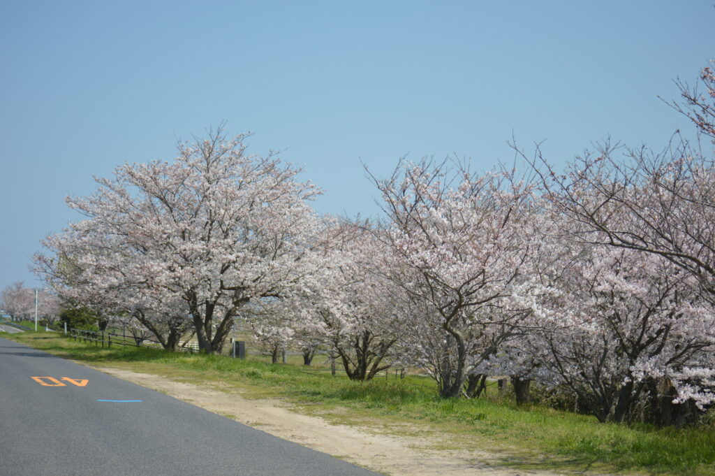 桜並木　2024年4月7日撮影