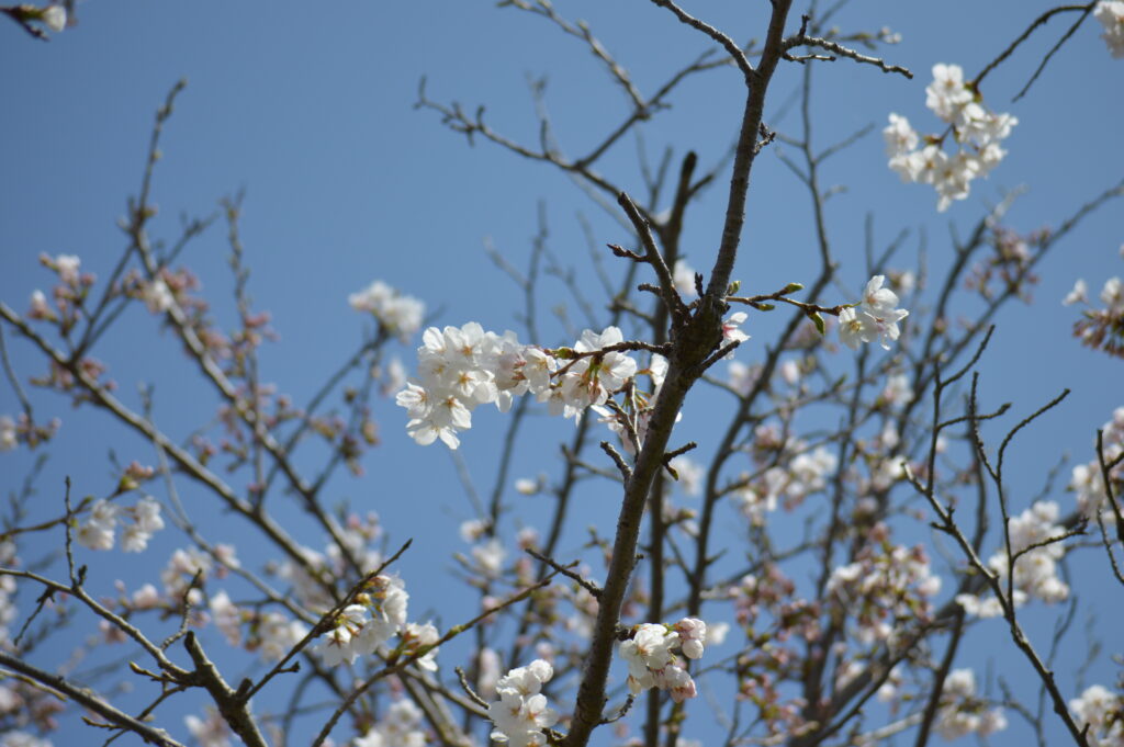 桜　2024年4月7日撮影