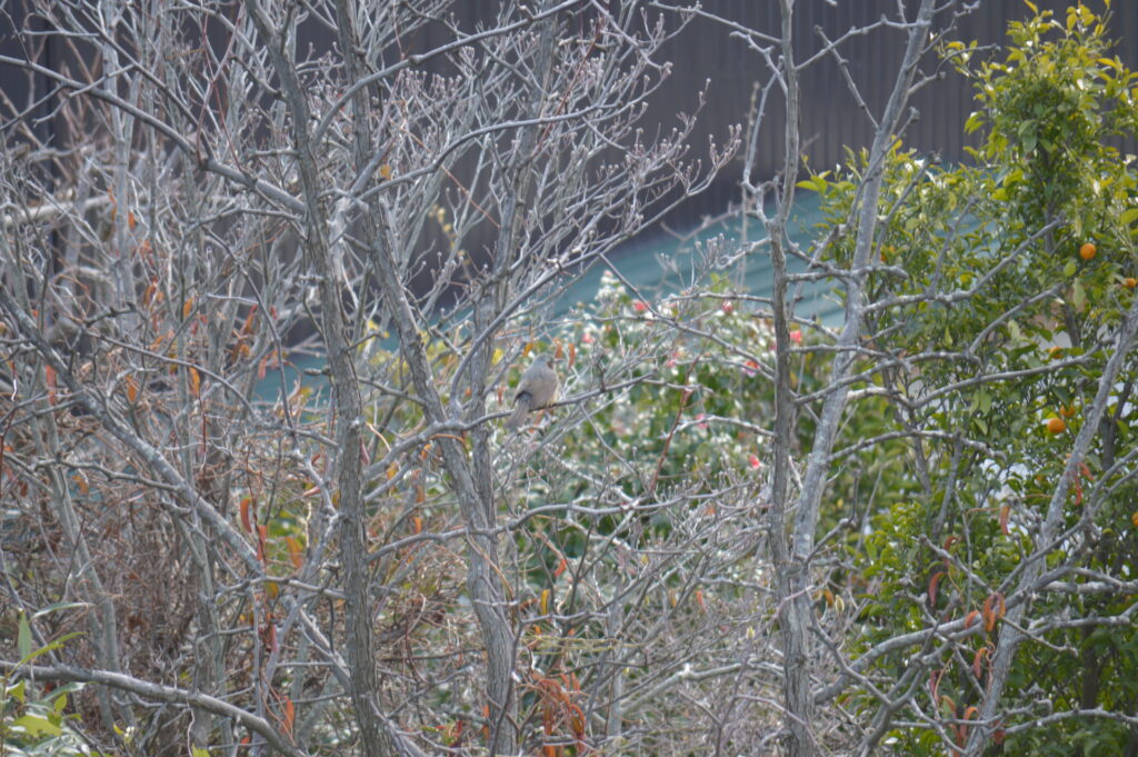 ヒヨドリ　2024年3月10日撮影