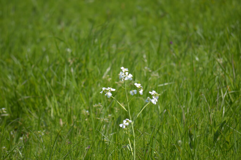 大根の花　2024年4月7日撮影