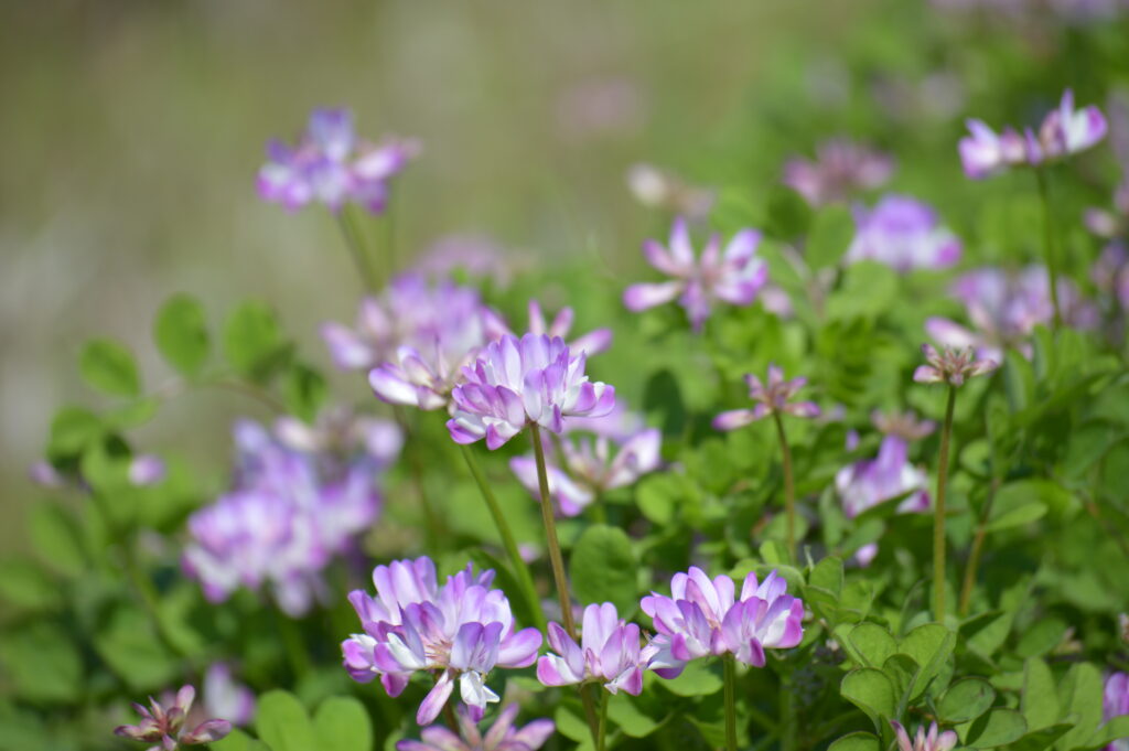 ゲンゲ　2024年4月7日撮影
