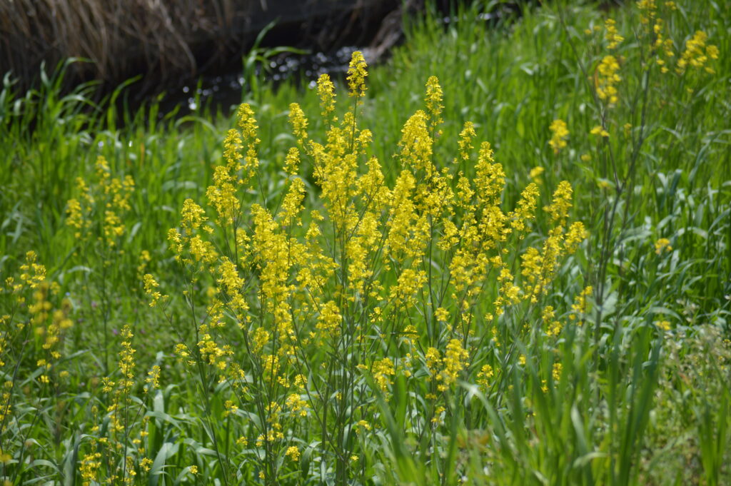 ハルザキヤマガラシ　2024年4月7日撮影