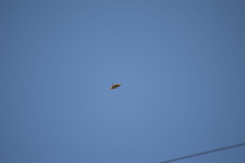 雲雀　2024年4月7日撮影