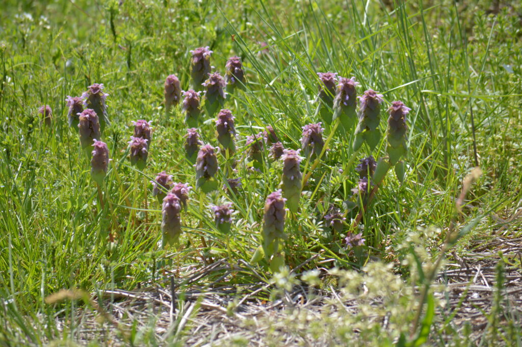 ヒメオドリコソウ　2024年4月7日撮影