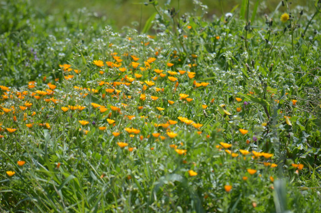 ホンキンセンカ　2024年4月7日撮影