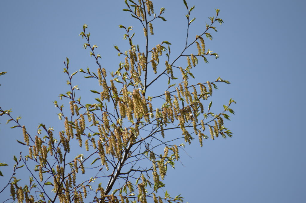 イヌシデ　2024年4月7日撮影